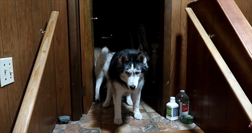 Snow Dogs Vlogs - OAKLEY STUCK ON THE STAIRS