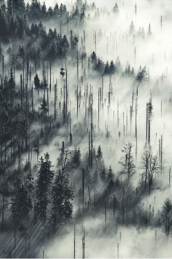 about-epic:  Fog | AE 