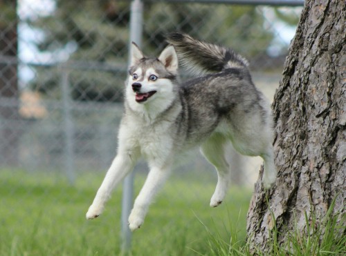 Levitating klee kai