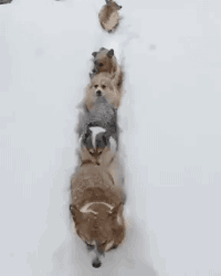 gifsboom:   Corgi Snow Train. [video] [DailyPicksandFlicks] 