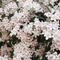 eumycota:  a little bee and a tall me on