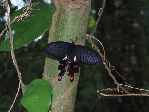 onenicebugperday:Common windmill butterfly, Byasa polyeuctes, Papilionidae (Swallowtails)Found throu