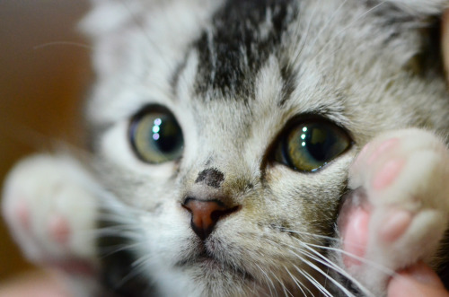 photogenicfelines:  (olivicoltore) 