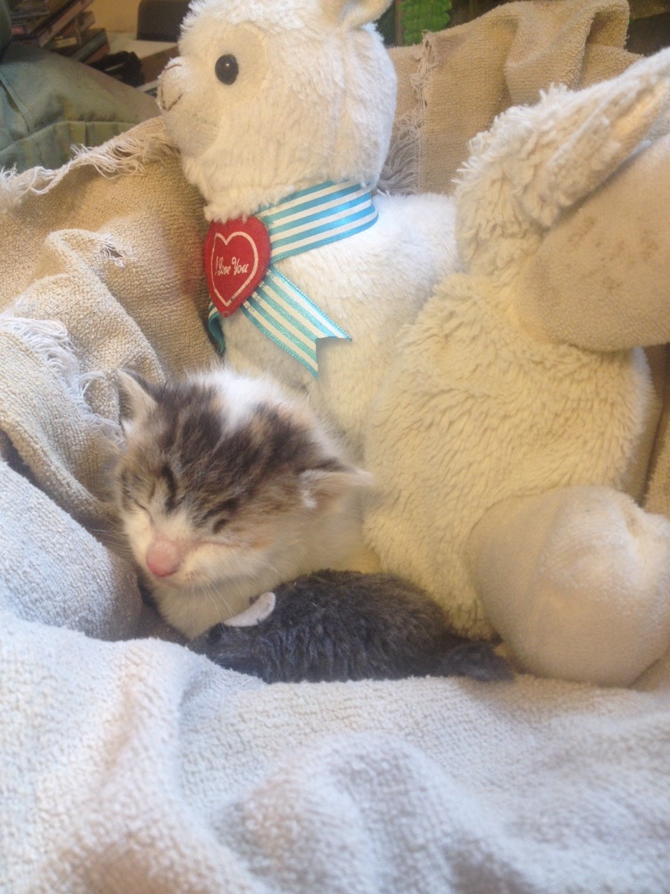 mostlycatsmostly:  about a week ago I found a baby cat abandoned by her mother so