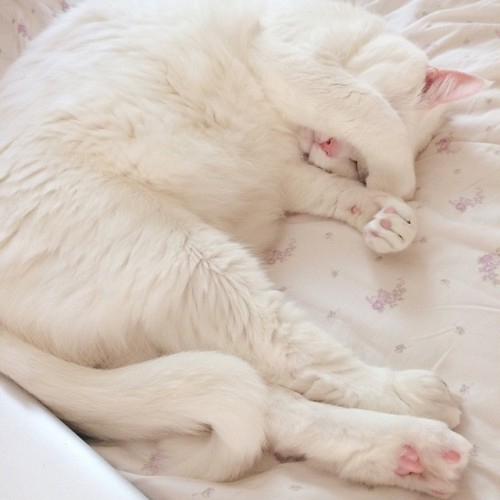 peachiecreme: Angel Baby