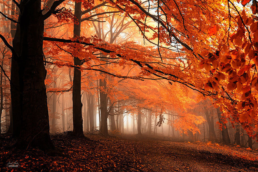 landscape-photo-graphy:  Enchanting Forests Photography Illuminate Autumn’s Beauty