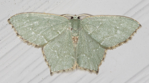 I Think I Have A Large Emerald For You!