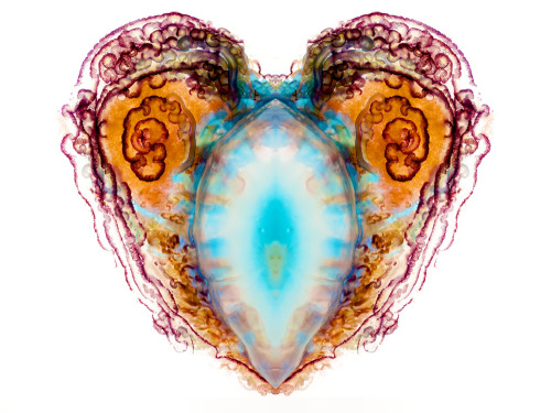 scienceyoucanlove: Portuguese Man-of-War The Portuguese Man-of-War is a jelly-like marine animal but