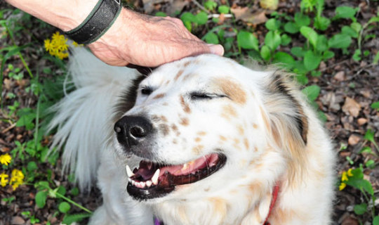 why-animals-do-the-thing: bettsplendens:   animallovingvegan:  coolscar:  coolscar: there is no purer moment that a human can experience than when ur petting ur dog and they kinda squint their eyes, tilt their head back, do that adorable toothy dog smile
