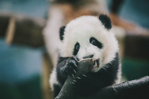 pandasneedourlove:© SwiftTheFoxZoo Atlanta Giant Panda cubs on Jan. 1st, 2014
