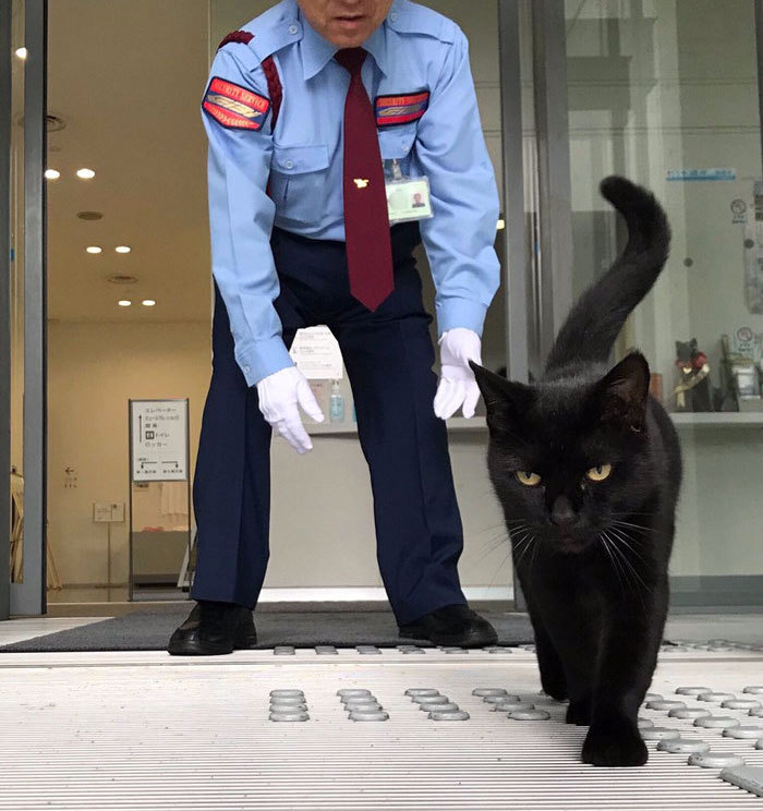 nae-design:Famous cats who spent the last two years trying to get into a Japanese