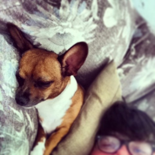 Porn Pics #slumped haha  #lazyday #dog #sleep #puppy