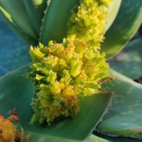 Some alien and fascinating looking abnormal growth on Aloe leaves. #Aloe #Asphodelaceae #botany #bot