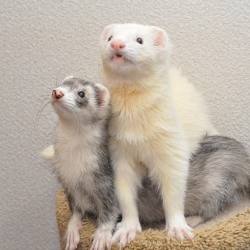 makin5:  うまうままだー？(´･ω･`) #ferrets #ferret #ferretgram #pet #petstagram #instaferret #フェレット #いたちぶくろ #animals   &lt;3 &lt;3 &lt;3