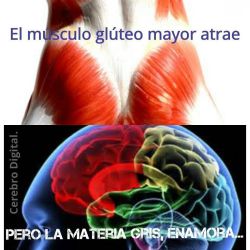 cerebrodigital:  Un poco de #Humor y #Anatomía