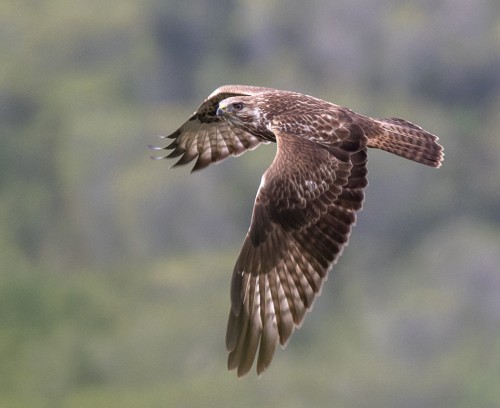 Forest Buzzard (Buteo trizonatus)© Bruce Ward-Smith