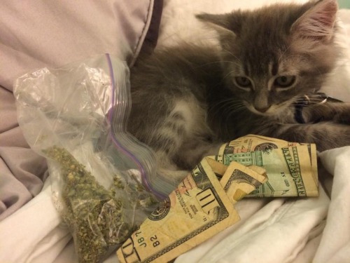 analish:  that’s all I really need  This kitten is more gangsta than you. Deal with it.