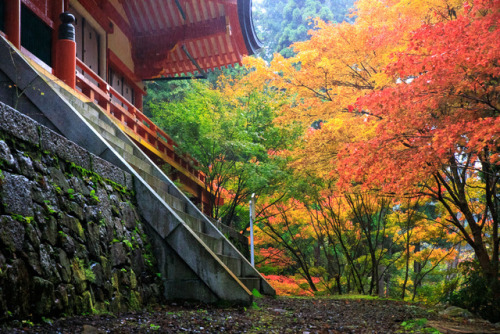 Autumn colors of Mount Hiei (Ganzandaishido and Yokokawa temples), beautifully captured by Prado