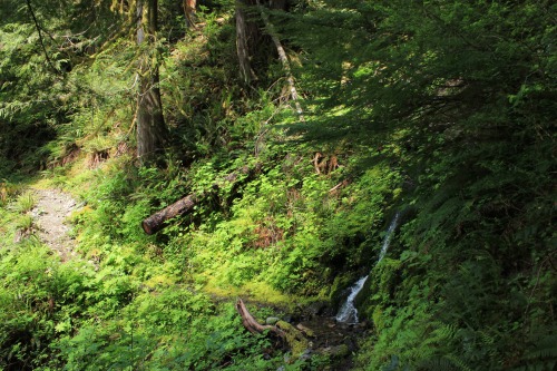 burningmine:Olympic National Park, Irely Lake Trail - May 2015