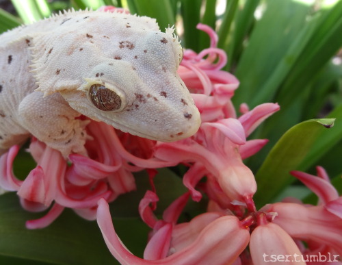 tser:I have been waiting for warm enough weather to take my geckos outside for soooo long. Remember 