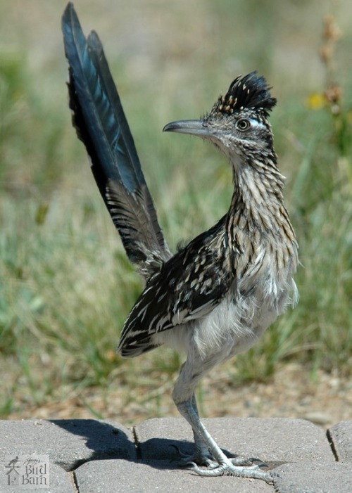Roadrunner Appreciation Post