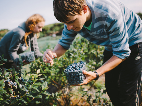 Our blueberries are handpicked on Lenctenbury Farm in Dorset, England, only a few miles from our fre