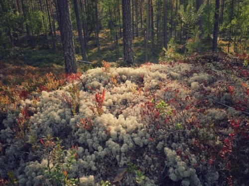 So in love with the magical forests of Norway !*******#Norway #naturelovers #forestcreature #telemar