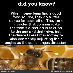 did-you-kno:  Then, when the bees go to find the food, they also recalculate the position of the food relative to where the sun has moved. Basically, bees are tiny math nerds with amazing time-keeping and distance-calculation abilities.  Source