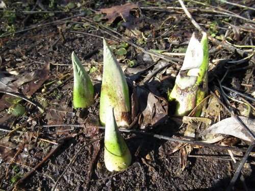 The skunk cabbage report from down at Black Rock woods. Of course they’ve probably been up since Nov