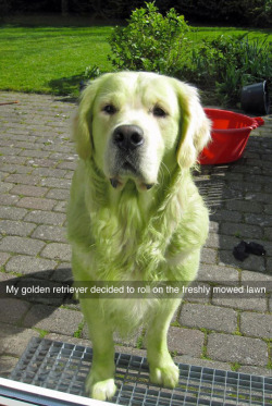 tastefullyoffensive:  Hulk Dog! (photo via