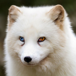 blazepress:  24 Beautiful Animals with Different Coloured Eyes