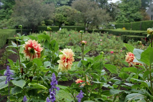 9.9.16 - Dahlia flowers and English-styled gardens.