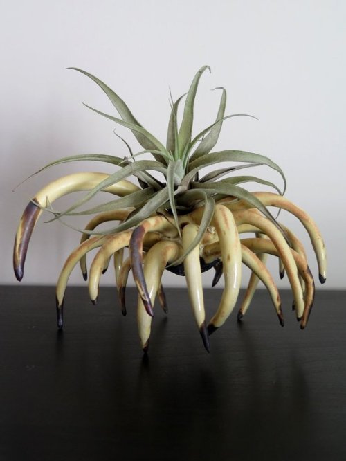 fhtagn-and-tentacles: AIR PLANT HOLDERS by Gregory Knopp