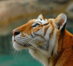 brutalgeneration:  FEMALE BENGAL TIGER—Explored (by a walk on the wild side nature photography) 