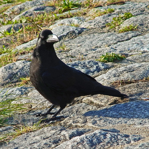 kinkurohajiro:2 dec. 2014(火) crows @ Kamogawa , Kyoto.  1&2,9&10; Carrion Crow adults 3&4; Jungle Crows, 5-8; young Carrion Crows.