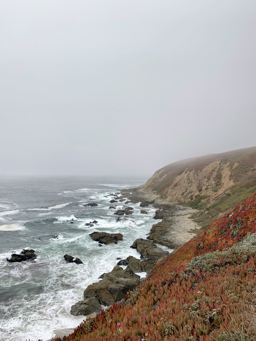 A dreamy day at Bodega Head made better by afternoon fog. Summer at Bodega Head is my favorite as th