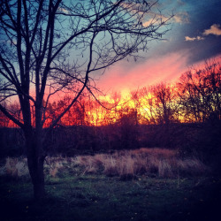 brutalgeneration:  Sunset through the bare