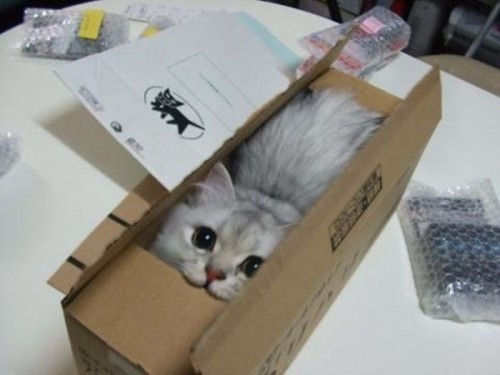 kerryrenaissance: zenkitty714: fairylene: Felines love boxes If I fits, I sits. If I no fits, I sits