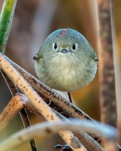 geographicwild:Photo by @pmalrid A ruby-crowned kinglet in Atascadero, California, US #wild #nature 