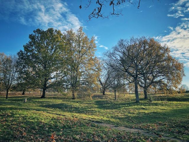 Greenwich Park, South London, November 2021. #greenwich park#iphone photography#london#original photographers #photographers on tumblr #photography #the royal parks  #south east london #south london#winter light