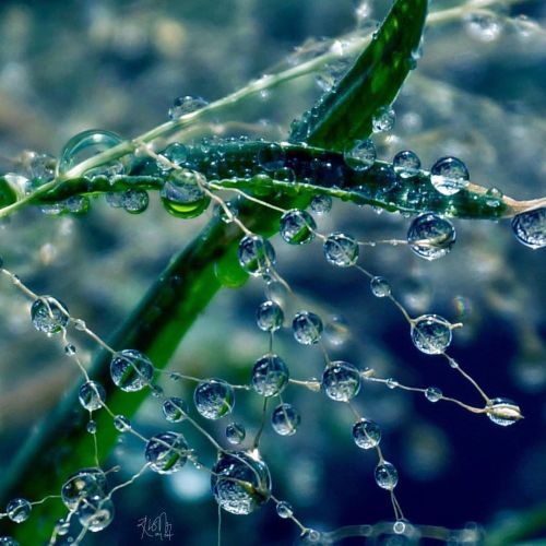 #indianmacro  #drops  #drops_perfection  #macro_perfection  #macro_mania__  #exquisitepics20_macro  