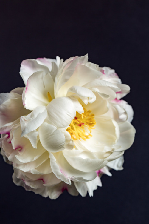 Peony©Botanic Art