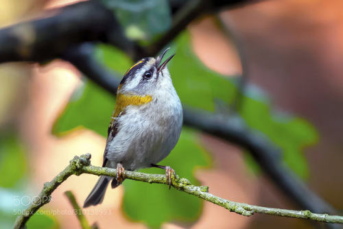 Firecrest by ptaki