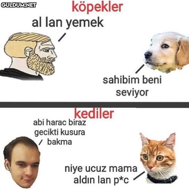 köpekler al lan yemek...