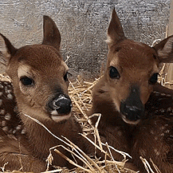 Deer Therian