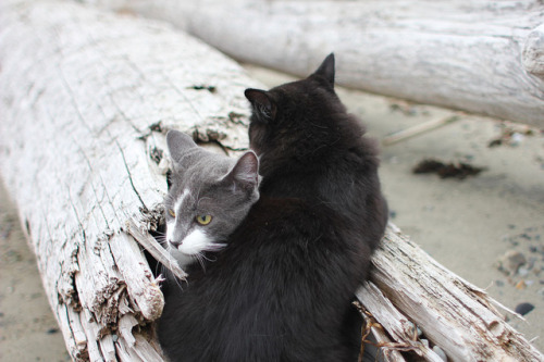 airudite:  beach kitties by maya credico on Flickr. 
