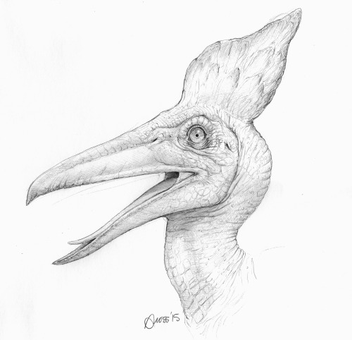 Pteranodon by Brett Gross. Ball-point pen on sketch paper. 14″x11″.