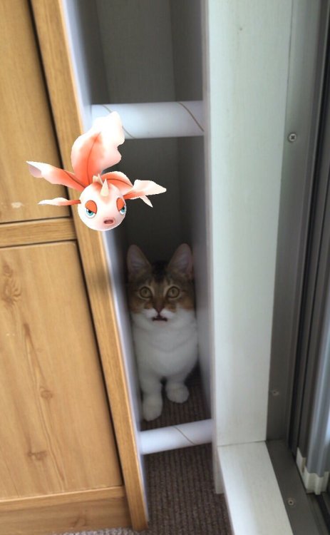 stargazing-dragon:  catwithbenefits:  j4d3d-dr4gon:  as-warm-as-choco:  by https://twitter.com/masaiai6/status/757008917381513217  How? 🐠🐱  You know how your cat always seems to stare off into space? Turns all they’ve been looking at Pokemon