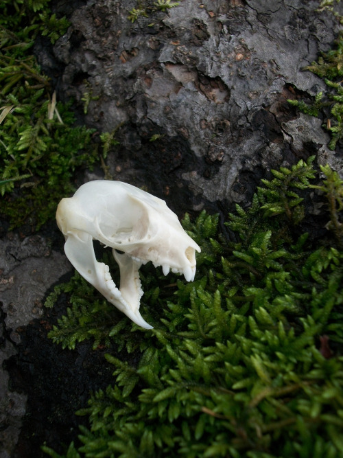 Mossy Sugar Glider Skull