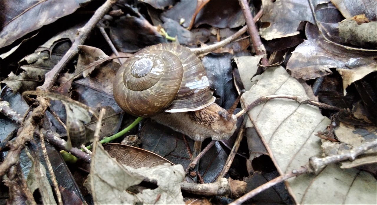 ラセン館 かたつむりミュージアム 仕事ついでに知多半島でカタツムリ探し